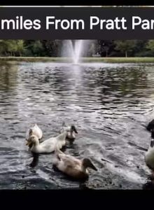 Portofino Clubview - 3BR1BA large fenced yard (5)